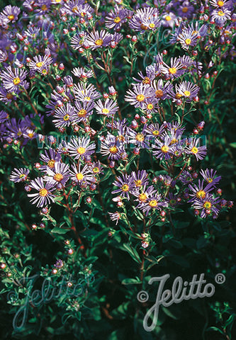 Aster amellus Rudolph Goethe - Champion Plants