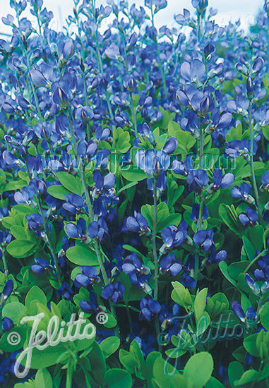 Baptisia Caspian Blue - AGM - Champion Plants