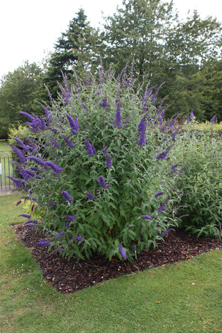 Buddleja (Buddleia) davidii Blue Horizon - Champion Plants