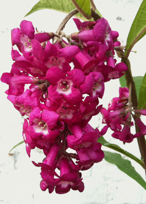 Buddleja (Buddleia) colvilei Kewensis - Champion Plants