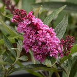 Buddleja (Buddleia) davidii Buzz Candy Pink - Dwarf Buddleja - Champion Plants