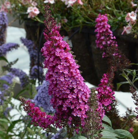 Buddleja (Buddleia) davidii Buzz Hot Raspberry - Dwarf Buddleja - Champion Plants