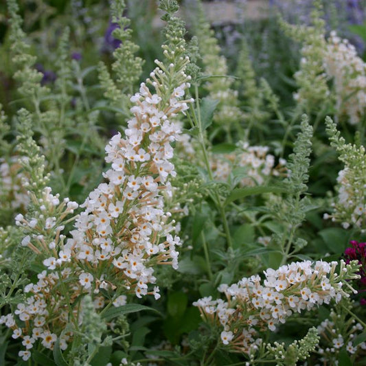 Buddleja (Buddleia) davidii Buzz Ivory- Dwarf Buddleja - Champion Plants