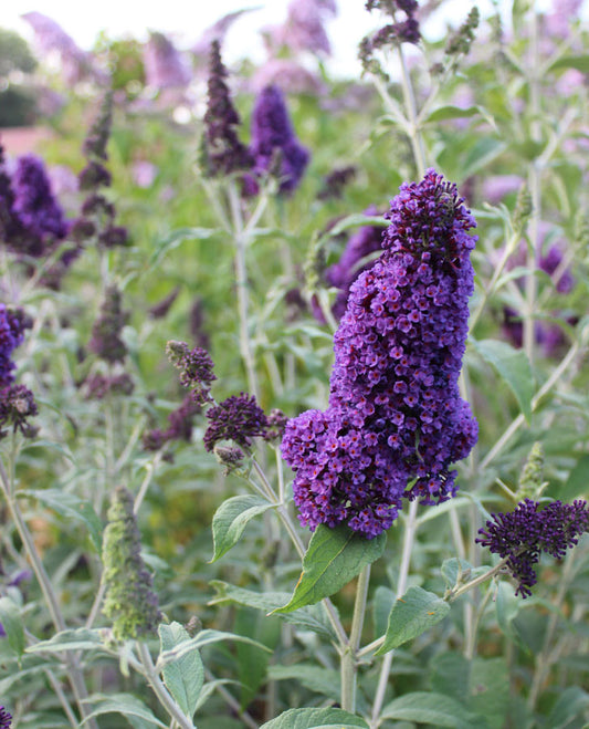 Buddleja (Buddleia) davidii Orpheus - Champion Plants