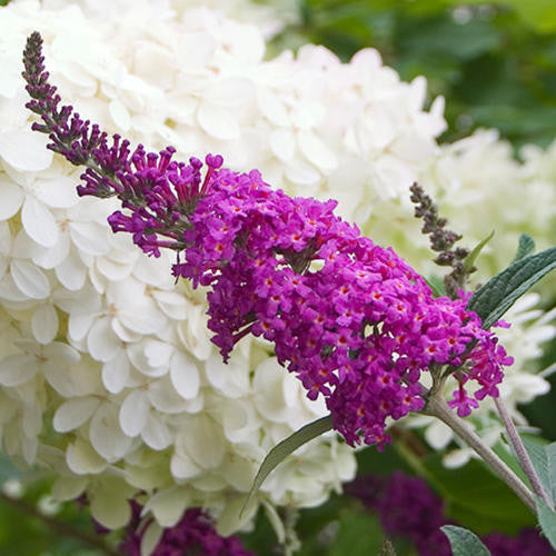 Buddleja (Buddleia) Miss Ruby - AGM - Champion Plants