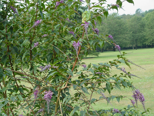 Buddleja (Buddleia) lindleyana - Champion Plants
