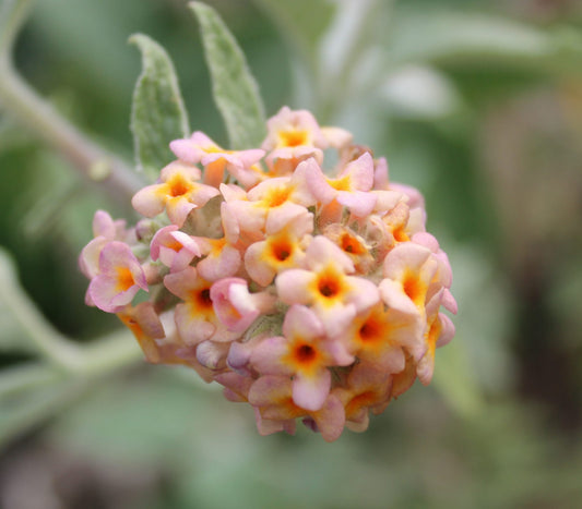 Buddleja (Buddleia) Salmon Spheres - Champion Plants