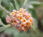 Buddleja (Buddleia) Salmon Spheres - Champion Plants