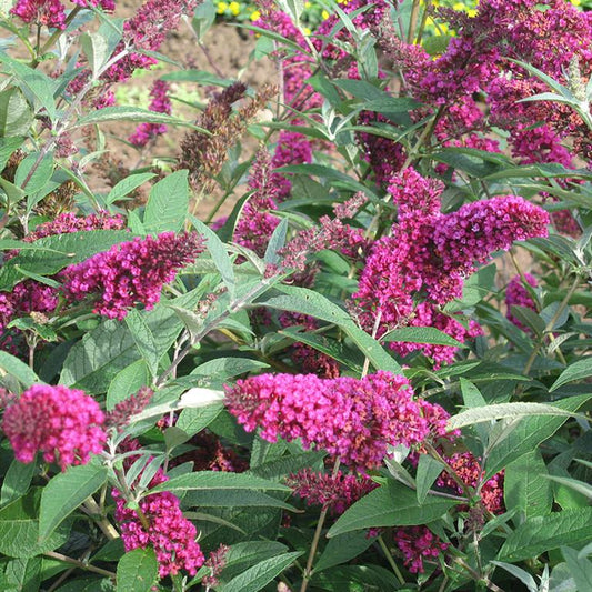 Buddleja (Buddleia) davidii Buzz Velvet - Dwarf Buddleja - Champion Plants