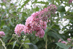 Buddleja (Buddleia) x weyeriana Pink Pagoda - Champion Plants
