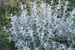 Buddleja (Buddleia) Silver Anniversary - Champion Plants