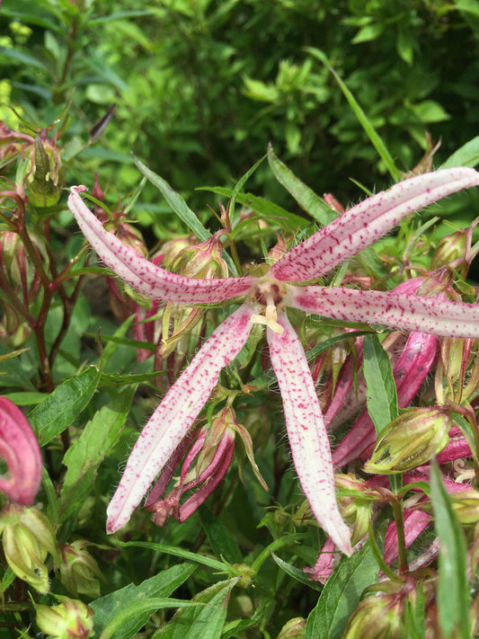 Campanula Pink Octopus - Champion Plants