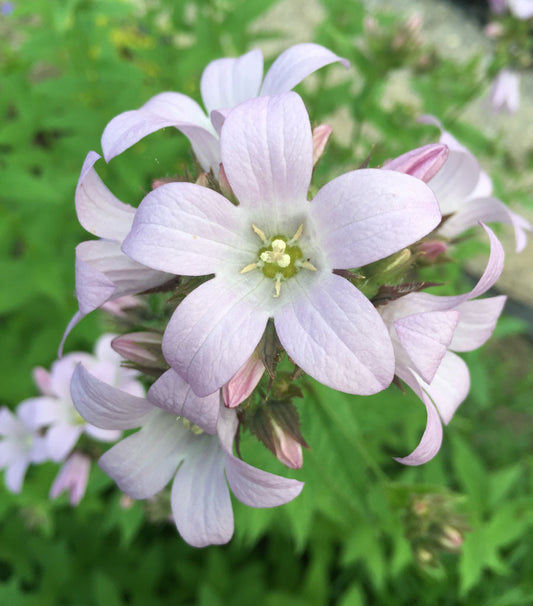 Campanula lactiflora Loddon Anna - AGM - Champion Plants