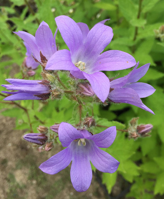 Campanula lactiflora Pritchards Variety - AGM - Champion Plants