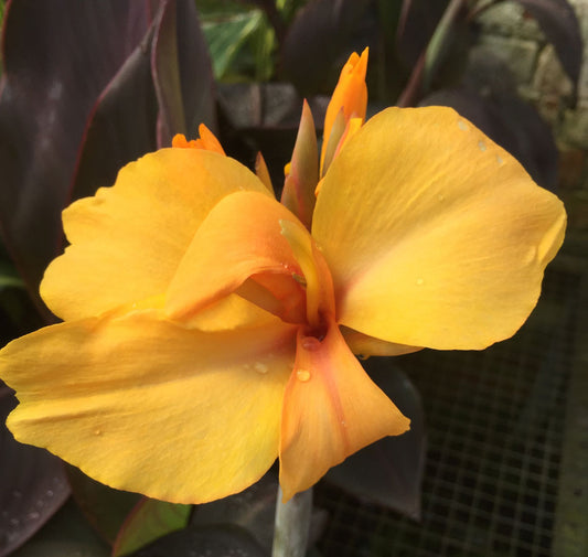 Canna Golden Orb - Champion Plants