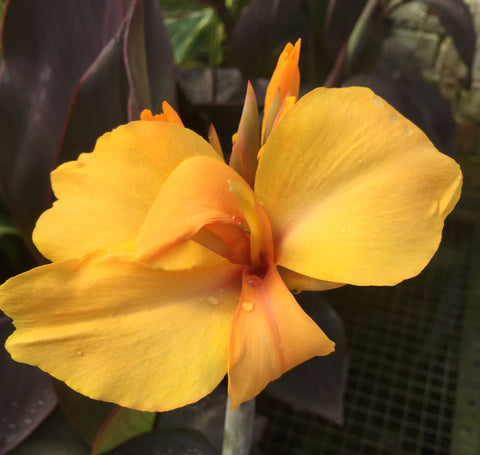 Canna Golden Orb - Champion Plants