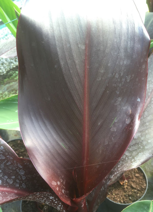 Canna Australia - Champion Plants