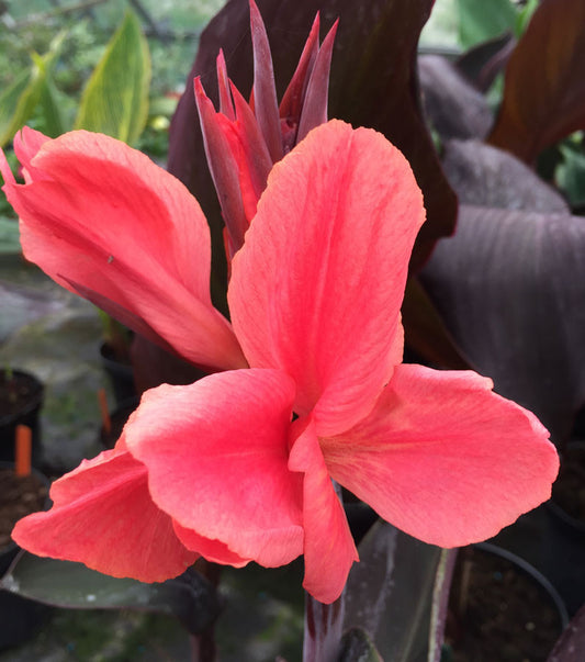 Canna Shenandoah - AGM - Champion Plants