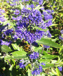 Caryopteris x cland. Heavenly Blue - Champion Plants
