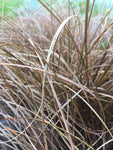 Carex buchananii - Champion Plants
