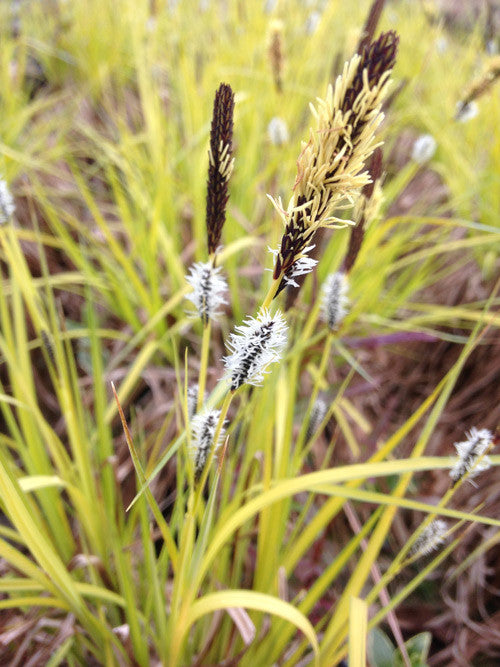 Carex elata 'Aurea' - AGM - Champion Plants