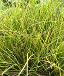 Carex testacea - Champion Plants