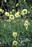 Cephalaria gigantea - Champion Plants