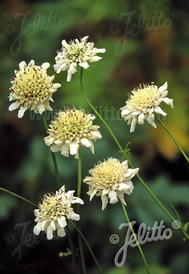 Cephalaria radiata - Champion Plants