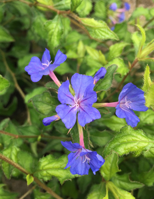 Ceratostigma Forrest Blue - Champion Plants