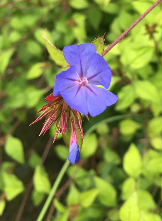 Ceratostigma willmottianum - Champion Plants