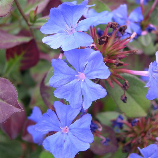 Ceratostigma plumbaginoides (Hardy Plumbago) - Champion Plants