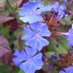 Ceratostigma plumbaginoides (Hardy Plumbago) - Champion Plants