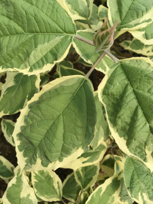 Clerodendrum trichotomum var. fargesiiCarnival - AGM - Champion Plants