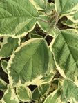 Clerodendrum trichotomum var. fargesiiCarnival - AGM - Champion Plants