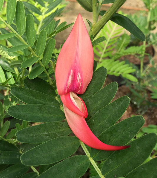 Clianthus puniceus Roseus - AGM - Champion Plants