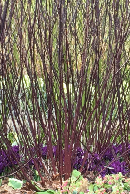 Cornus Kesselringii - Champion Plants