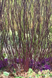 Cornus Kesselringii - Champion Plants