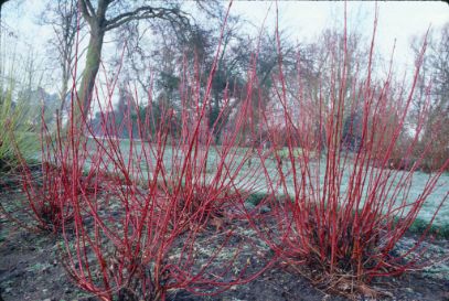Cornus sibirica Westonbirt - Champion Plants
