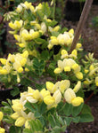 Coronilla glauca Citrina - Champion Plants