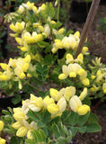 Coronilla glauca Citrina - Champion Plants
