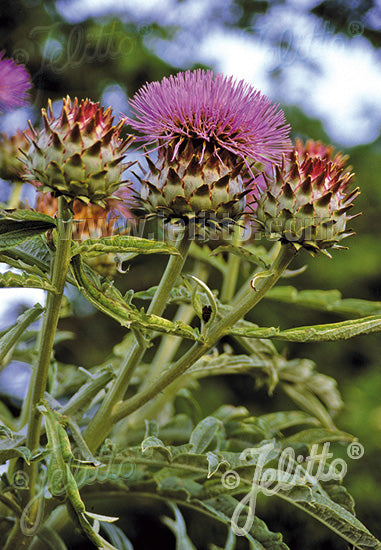 Cynara cardunculus Cardoon - AGM - Champion Plants