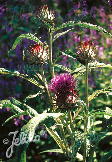 Cynara cardunculus Cardoon - AGM - Champion Plants