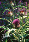 Cynara cardunculus Cardoon - AGM - Champion Plants
