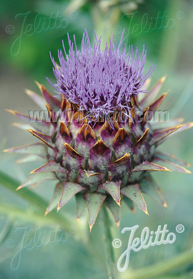Cynara cardunculus Cardoon - AGM - Champion Plants