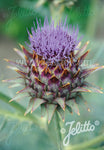 Cynara cardunculus Cardoon - AGM - Champion Plants