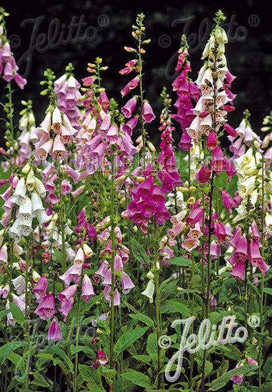 Digitalis purpurea Excelsior Hybrids - Champion Plants