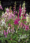 Digitalis purpurea Excelsior Hybrids - Champion Plants