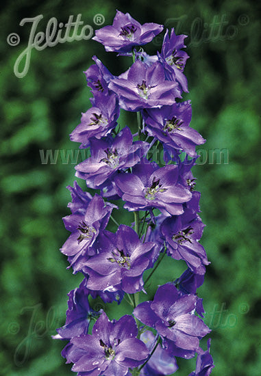 Delphinium Pacific Giants Black Knight - Champion Plants