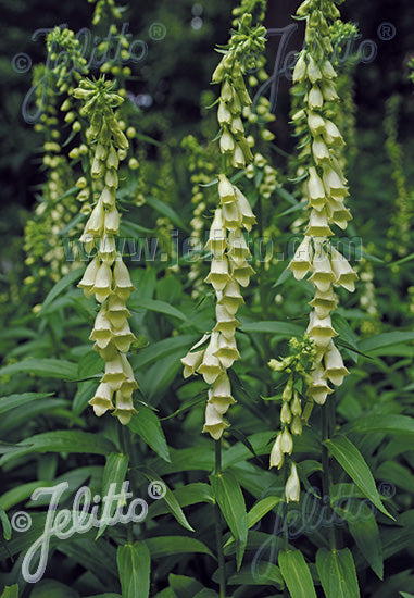 Digitalis lutea - Champion Plants