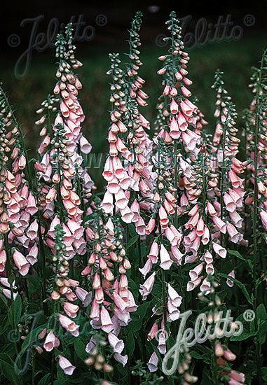 Digitalis purpurea Sutton's Apricot - Champion Plants